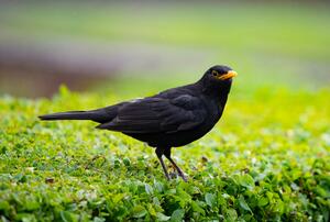 Amsel